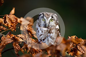 Owl in autumn. Boreal owl, Aegolius funereus, perched on beech branch in colorful forest. Typical small owl with big yellow eyes