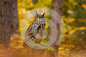 Owl in autumn. Eagle owl, Bubo bubo, perched on mossy rotten stump in colorful autumn forest. Beautiful large owl with orange eyes