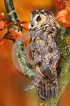Owl in autumn forest. Owl in orange autumn leaves. Long-eared Owl with orange oak leaves during autumn. Owl in the nature