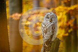 Owl in autumn. Ural owl, Strix uralensis, perched on mossy rotten stump in colorful beech forest. Beautiful grey owl in forest