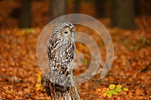 Owl in autumn. Ural owl, Strix uralensis, perched on mossy rotten stump in colorful beech forest. Beautiful grey owl in orange