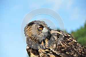 Owl in Avifauna photo