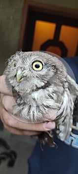 Owl baby big eyes yellow feathers bird barnowl