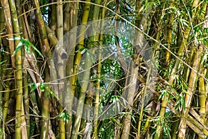 Owl in bamboo.