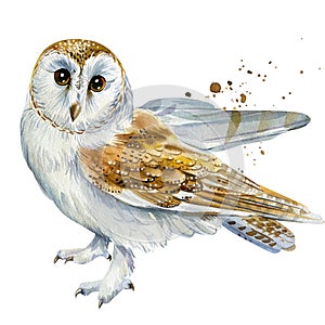 Owl barn owl on a white background watercolor