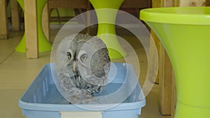 The owl is bathing in a basin. Owl Zoo Theater, where visitors can visit the society of owls.