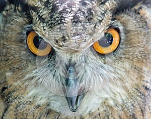 Owl be watching you