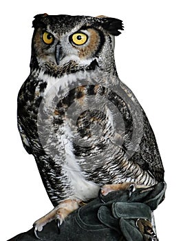 Owl with big eyes