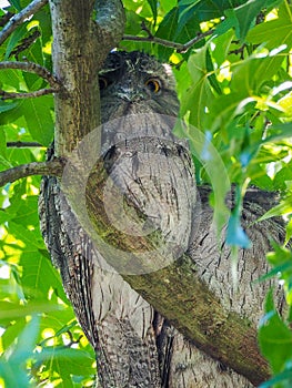 Owl with big orange eyes watching from behind a tree branch