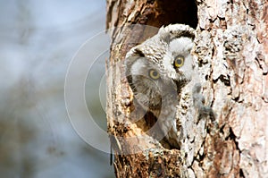 Owl with big yellow eyes peeking out of the hollow