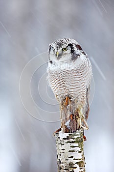 Owl on birch stick, snowfall in forest, Finland. Hawk Owl sitting on the branch during winter with snow flake. Winter scene with b