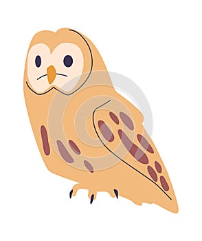 Owl bird domesticated avian pet