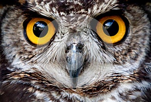 Owl Bird Face Close Up