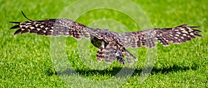 Owl bird hunting in flight