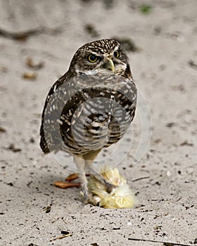 Owl Bird Photo. Picture. Image. Portrait. Owl with prey