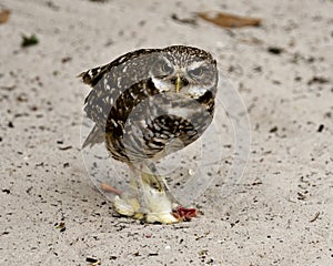 Owl Bird Photo. Picture. Image. Portrait. Owl with prey