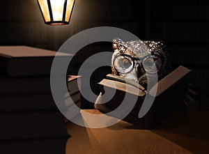 Owl bird reading books at night with lamp light