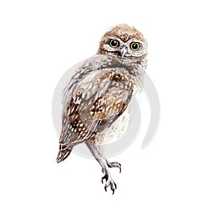 Owl bird watercolor illustration. Small wild nature bird element. Hand drawn avian predator sitting on a branch image