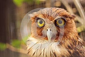 Owl, bird, wisdom bird, photo