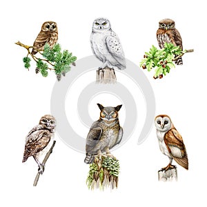 Owl birds watercolor illustration set. Various types of owls collection. Hand drawn barn, snowy, burrowing owl, pigmy photo