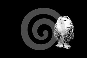 Owl on black background