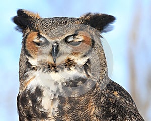 Owl on blue