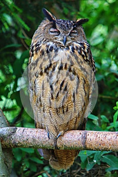 Owl on a Branch