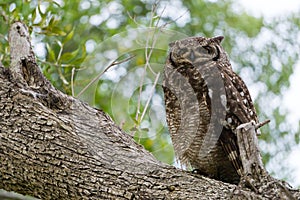 Owl on Branch