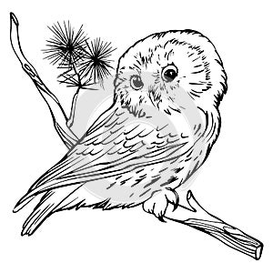 Owl on a branch. Black and white line vector photo