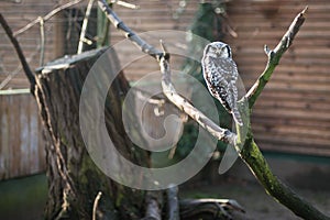 The owl on the brench