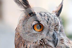 The owl - Buho real