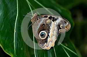 Owl Buterfly