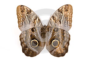 Owl butterfly