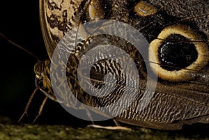 Owl Butterfly