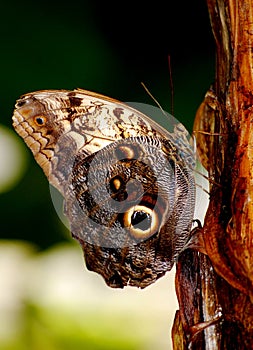 Owl Butterfly