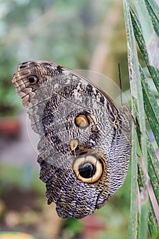 Owl butterfly