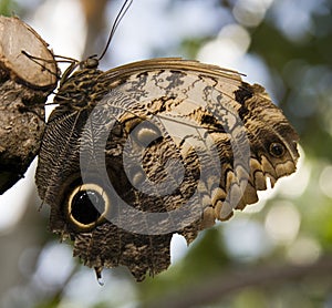 Owl butterfly