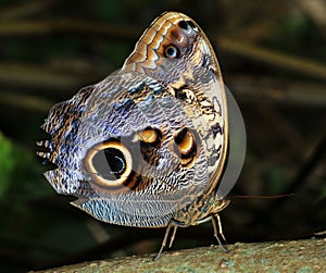 Owl butterfly