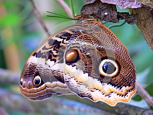 Owl butterfly