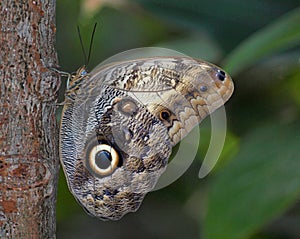 Owl Butterfly