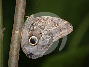 Owl Butterfly