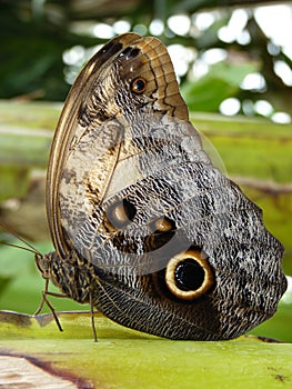 Owl butterfly