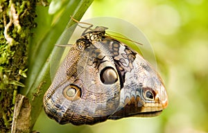 Owl butterfly