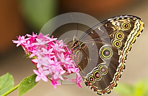 Owl Butterfly