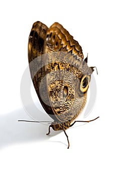 Owl Butterfly