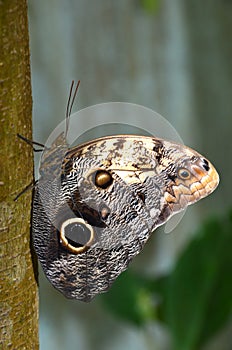 Owl Butterfly