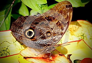 Owl Butterfly