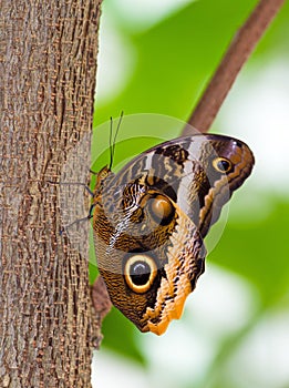 Owl butterfly