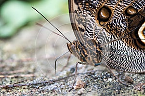 Owl butterfly