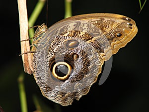 Owl butterfly